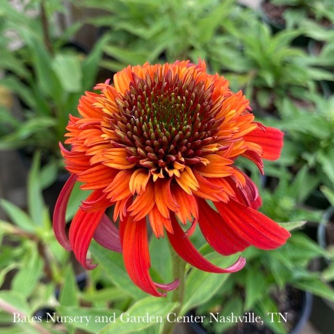 #1 Echinacea x PW Hot Papaya/ Coneflower