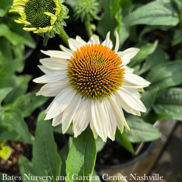 #1 Echinacea pur Fragrant Angel/ Coneflower Native (TN)