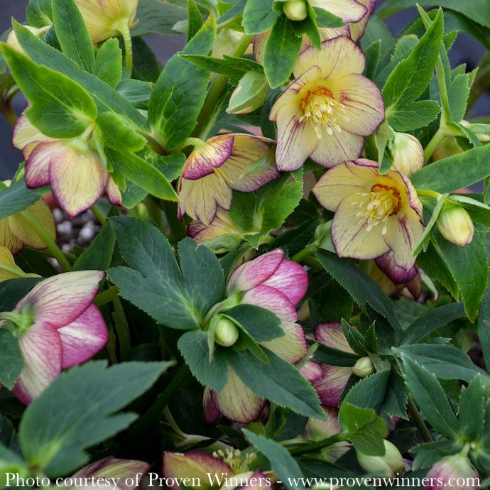#1 Helleborus x PW Honeymoon 'Tropical Sunset'/ Lenten Rose