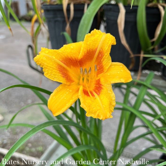 #1 Hemerocallis Black Eyed Stella/Daylily