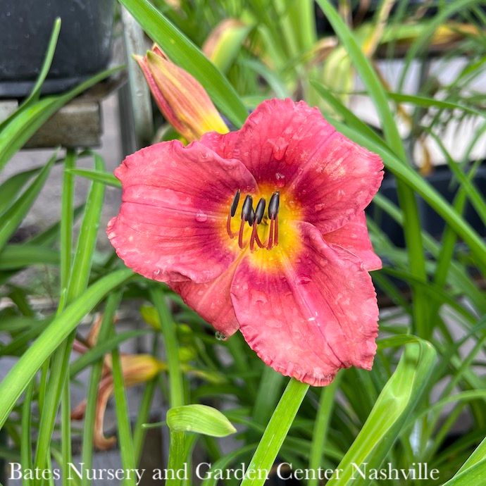 #1 Hemerocallis Rosy Returns/ Pink Daylily