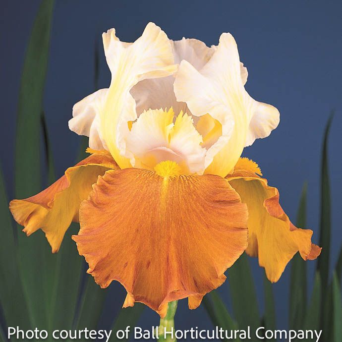 #1 Iris germ Fall Fiesta/ White and Tan Tall German Bearded