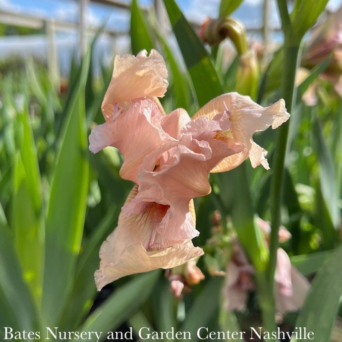 #1 Iris germ Flying Solo/ Soft Pink German Bearded