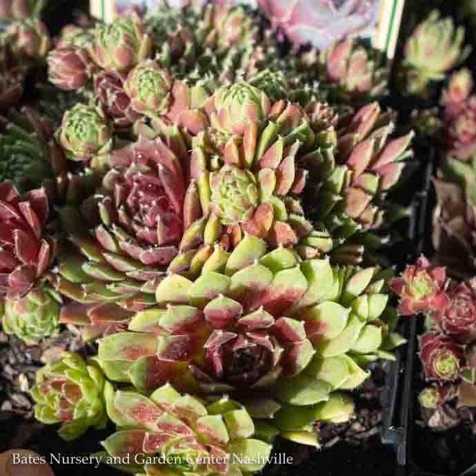 QP Sempervivum Arno/ Hens and Chicks