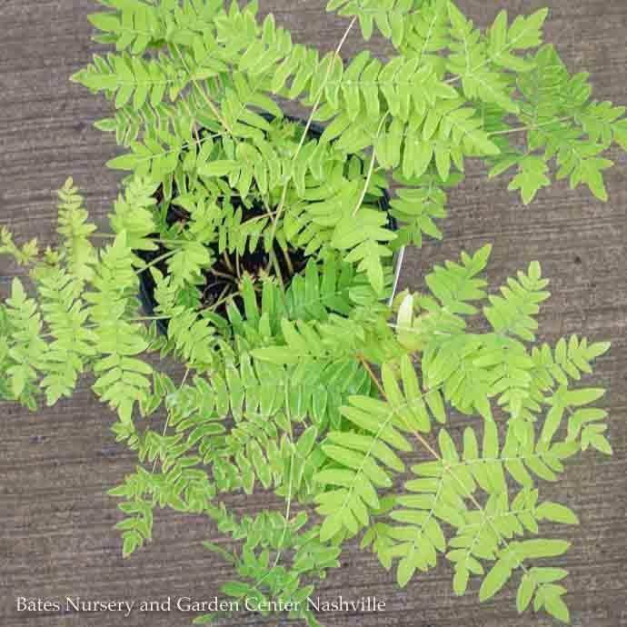 #1 Osmunda regalis var spectabilis/ Royal Fern Native (TN)