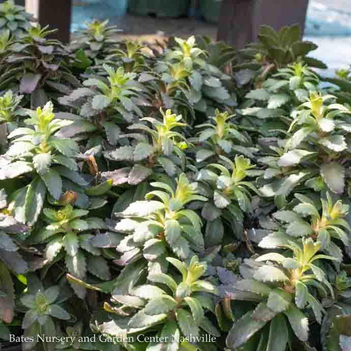 #1 Sedum x Sunsparkler 'Jade Tuffet'/ Stonecrop
