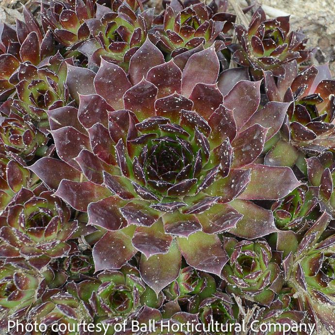 QP Sempervivum Black/ Hens and Chicks