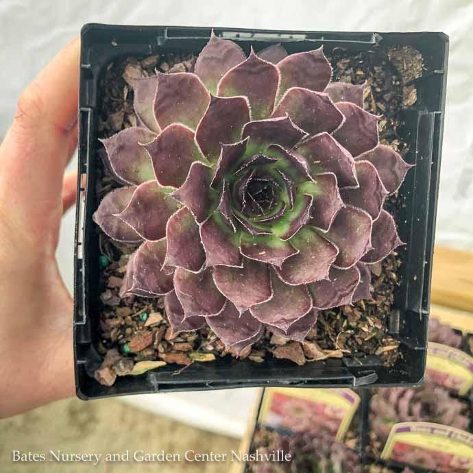 QP Sempervivum Black/ Hens and Chicks