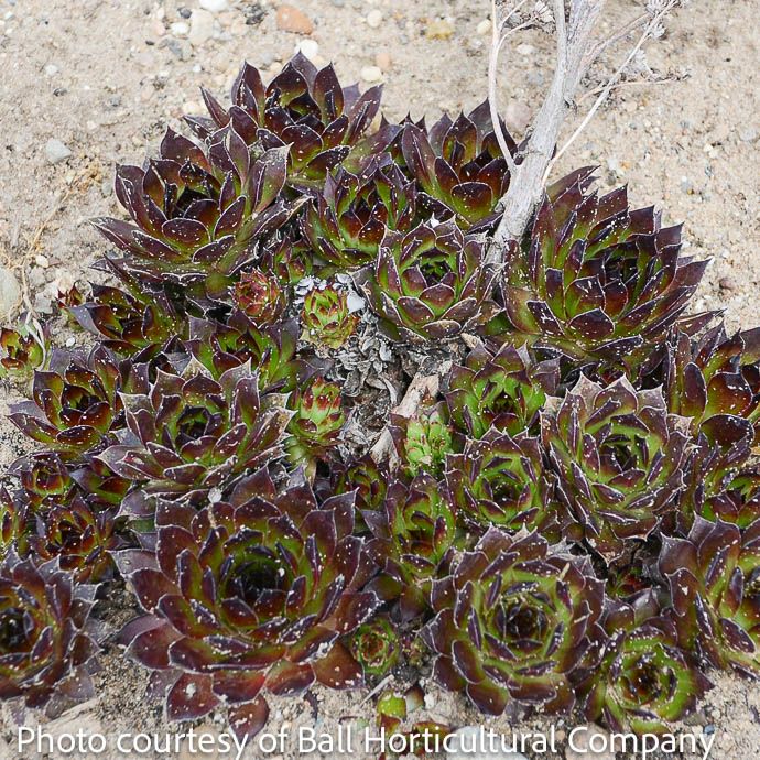 QP Sempervivum Black/ Hens and Chicks