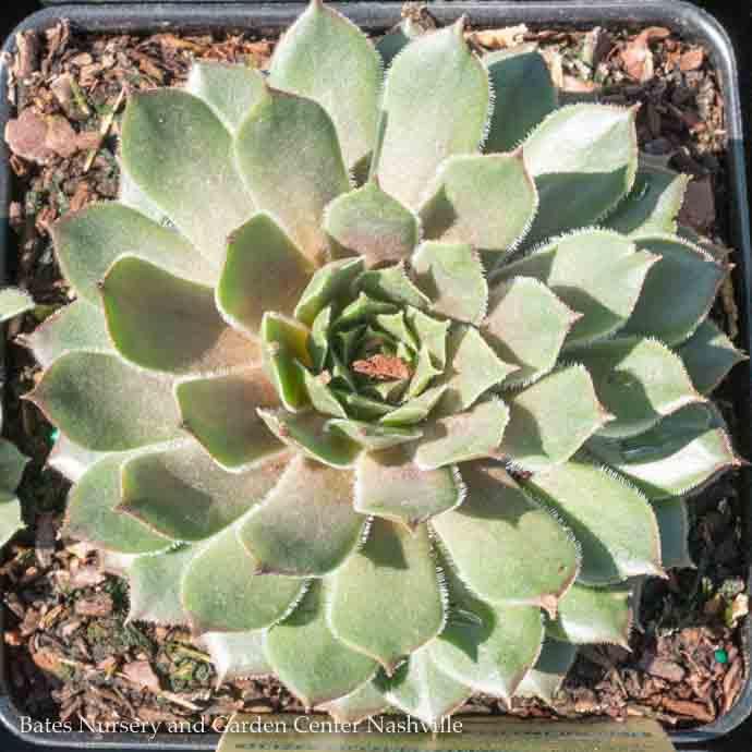 QP Sempervivum Commander Hay/ Hens and Chicks
