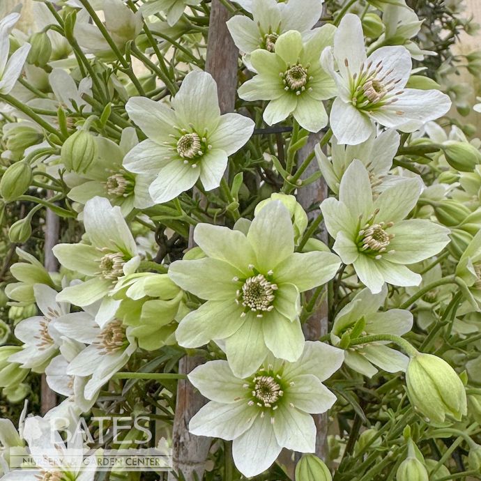 #2 Clematis x cartmanii Joe/ White Compact Evergreen