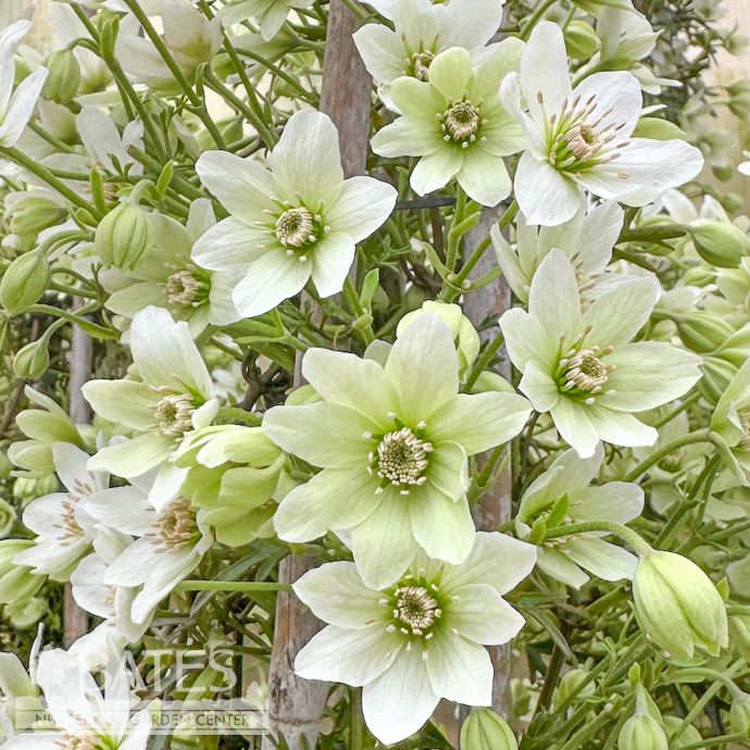 #5 Clematis x cartmanii Joe/ White Compact Evergreen