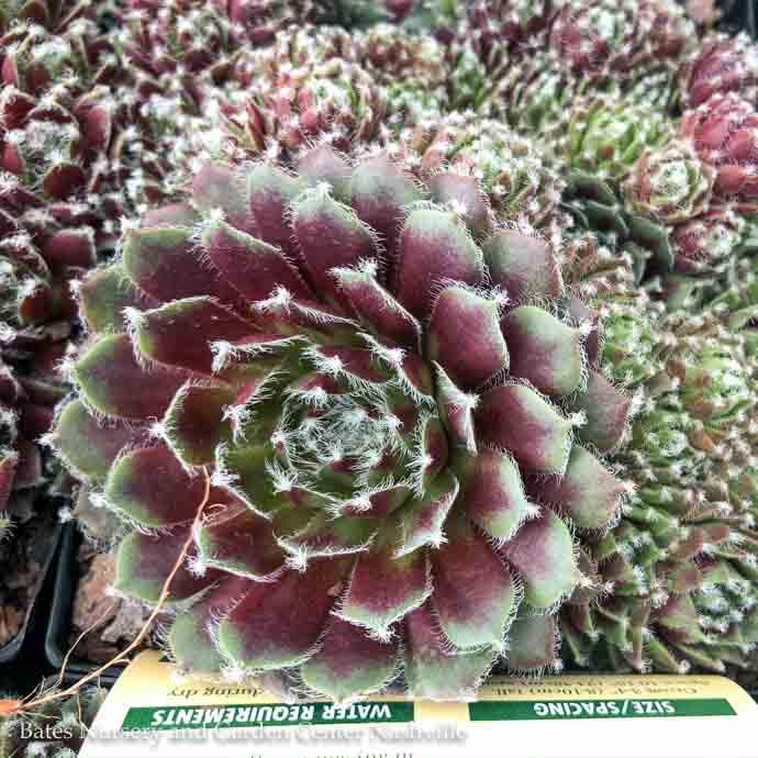 QP Sempervivum Jade Rose/ Hens and Chicks