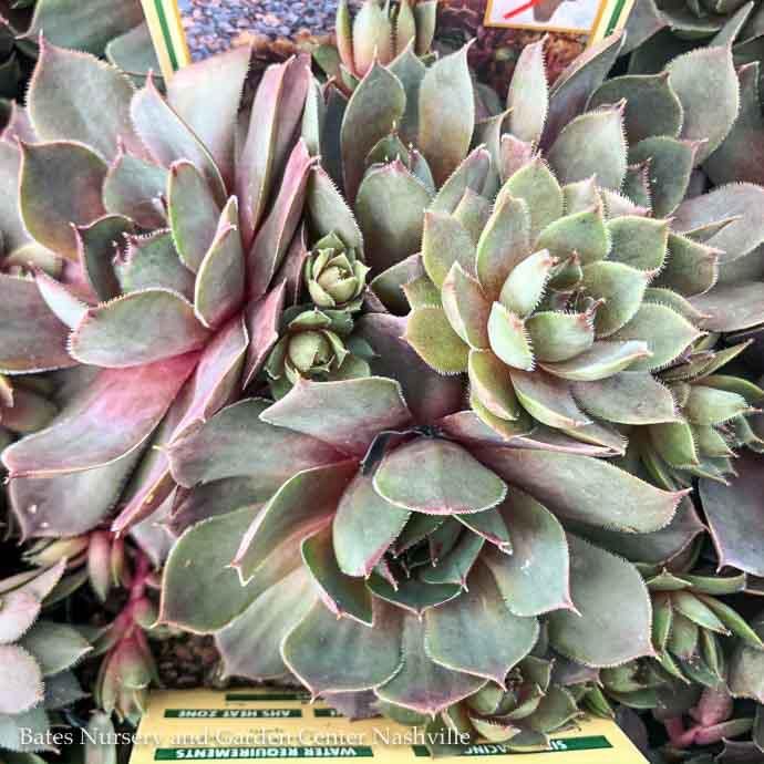 QP Sempervivum Red Heart/ Hens and Chicks