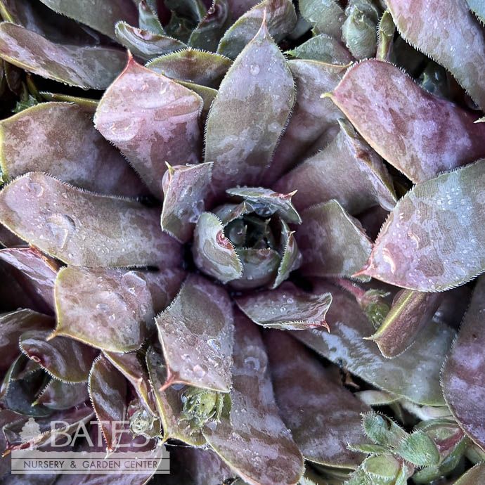 QP Sempervivum Red Heart/ Hens and Chicks