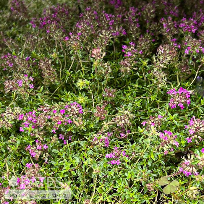 QP Thymus coccineus/ Creeping Red Thyme