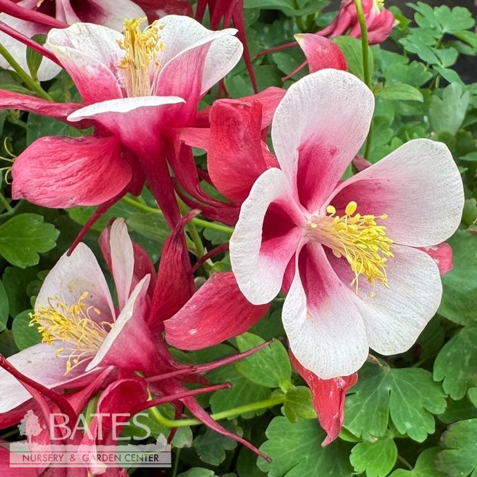 #1 Aquilegia x Earlybird Red White/ Columbine