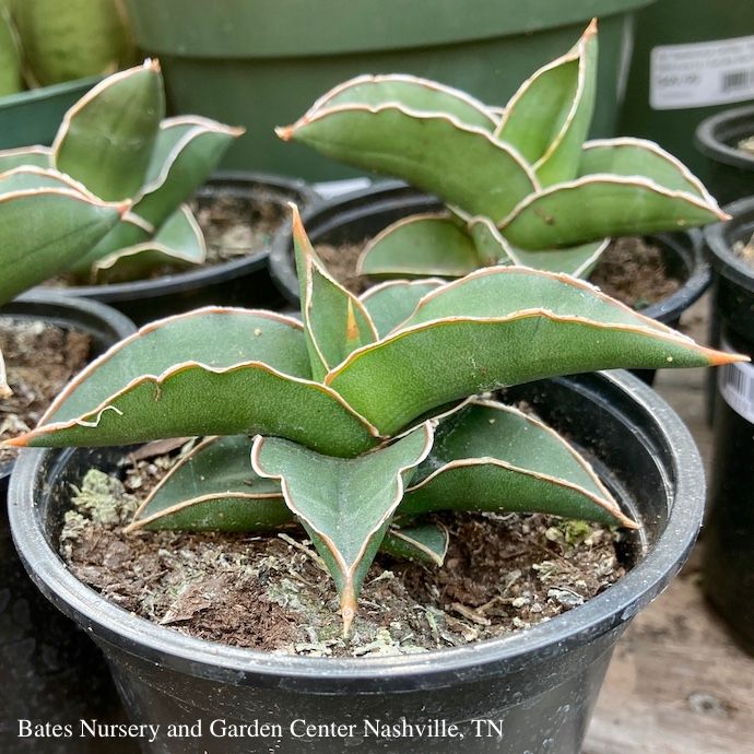 4p! Sansevieria Samurai /Snake Plant /Mother-in-Law Tongue /Tropical