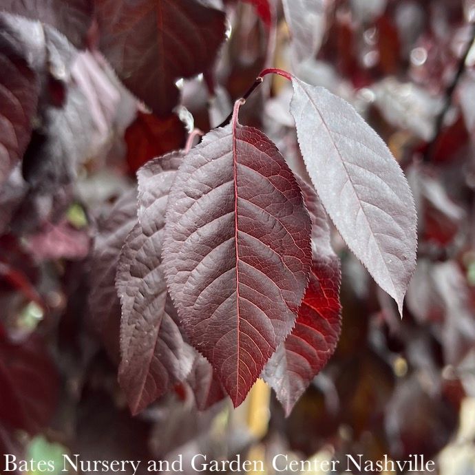 #7 Prunus cerasifera Thundercloud/ Purple Leaf Plum