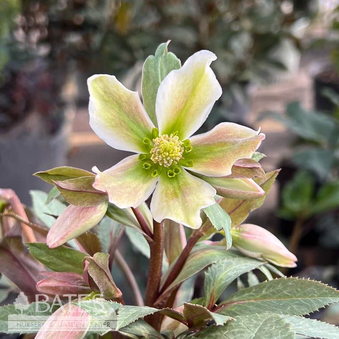 QP Helleborus x eric Winter Star/ White Lenten Rose