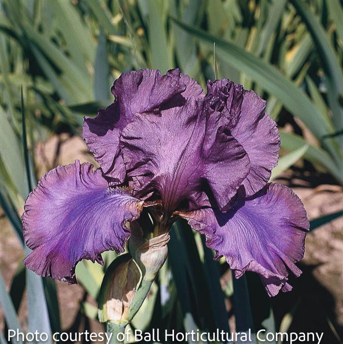 #1 Iris germ Cantina/ Purple German Bearded