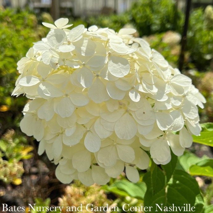 Topiary Patio Tree #15 Hydrangea pan Phantom/ Panicle White