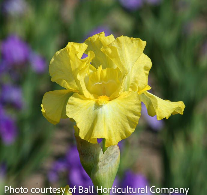 #1 Iris germ Limonada/ Yellow German Bearded