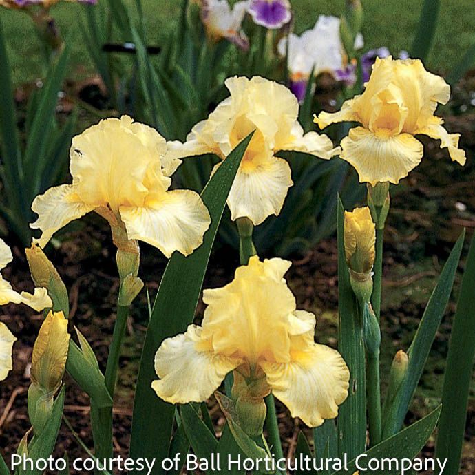 #1 Iris germ Maui Moonlight/ Yellow German Bearded