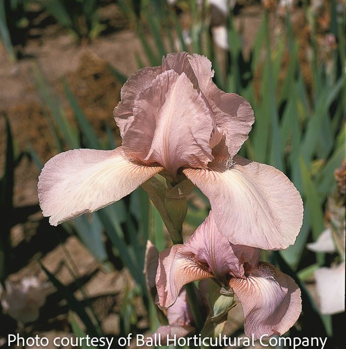 #1 Iris germ Precious Little Pink/ German Bearded