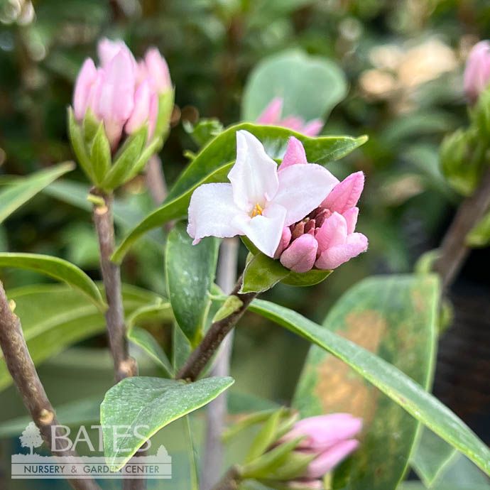#3 Daphne x Perfume Princess &#39;Pink&#39;/ Fragrant - No Warranty
