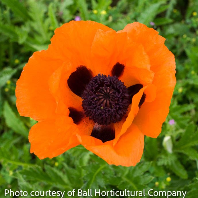 #1 Papaver ori Prince of Orange/ Oriental Poppy