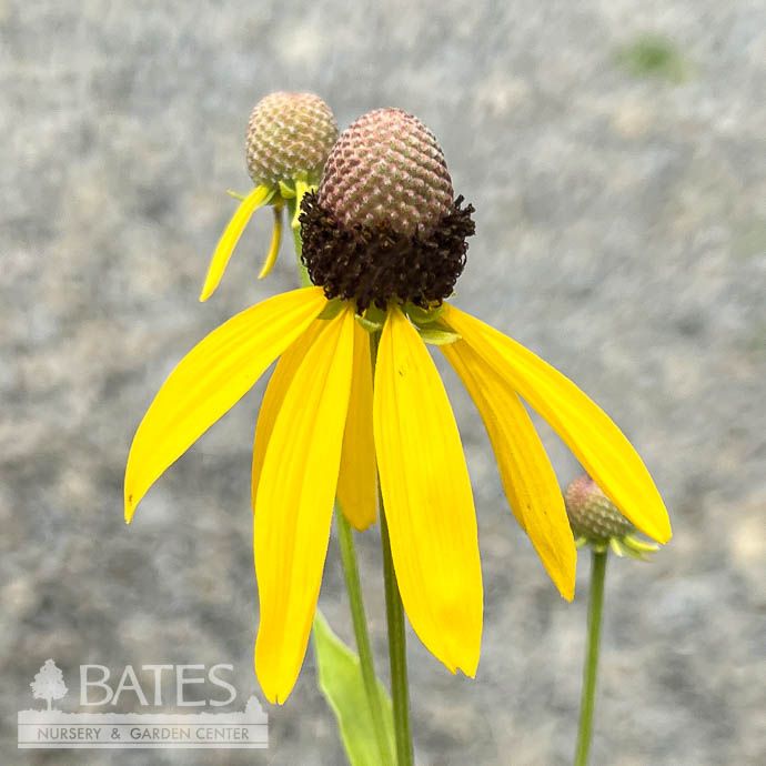 4P Ratibida pinnata/ Prairie Coneflower Native (TN)