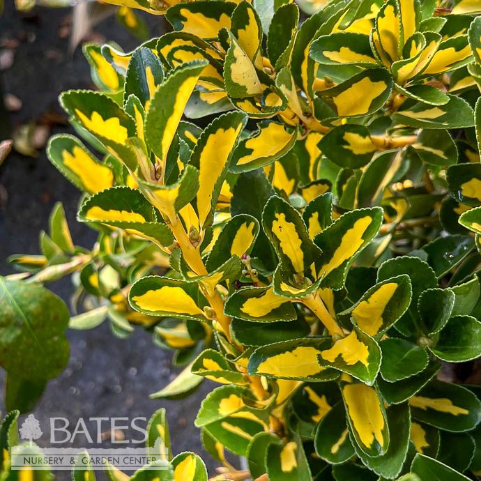 #1 Euonymus japonicus Gold Spot/ Variegated