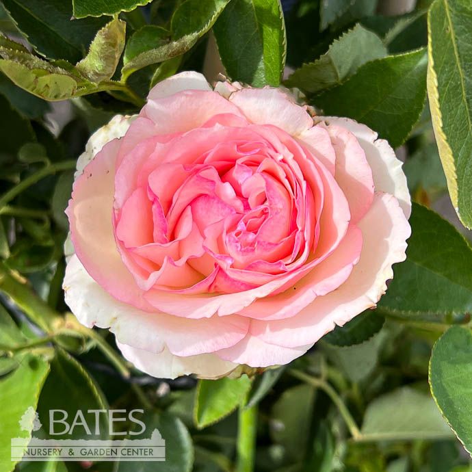 #5 STK Rosa Eden/ Pink Climbing Rose - No Warranty