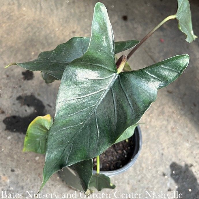 6p!  Alocasia princeps Purple Cloak/Elephant Ear /Tropical