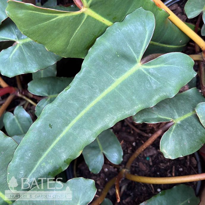 6p! Philodendron Billietiae /Tropical