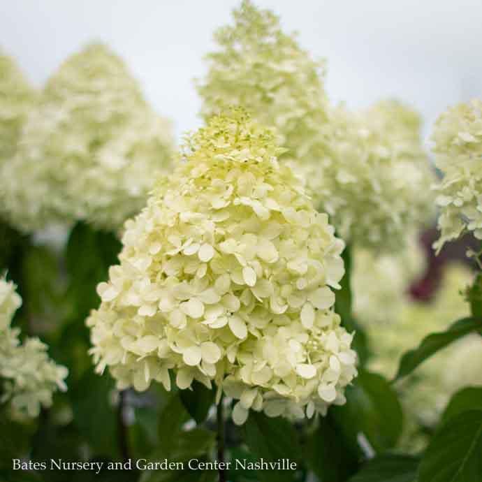 Topiary Patio Tree #7 Hydrangea pan Limelight Prime/ White Panicle