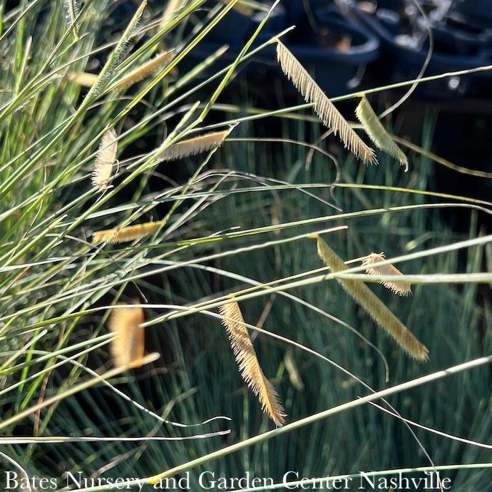 #1 Grass Bouteloua grac Blonde Ambition/ Blue Grama Native (R)