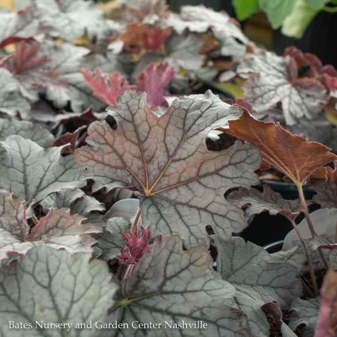 #1 Heucherella x Plum Cascade/ Trailing Foamy Bells
