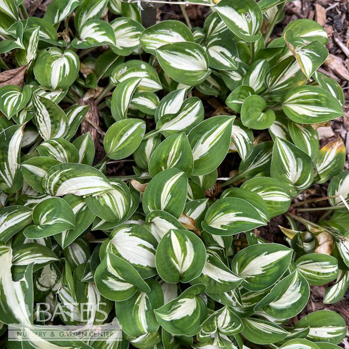 QP Hosta Pandora&#39;s Box/ Variegated Plantain Lily