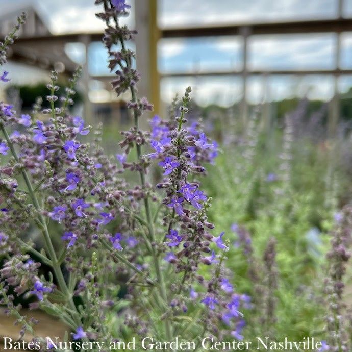 #1 Perovskia atrip PW Sage Advice/ Russian Sage