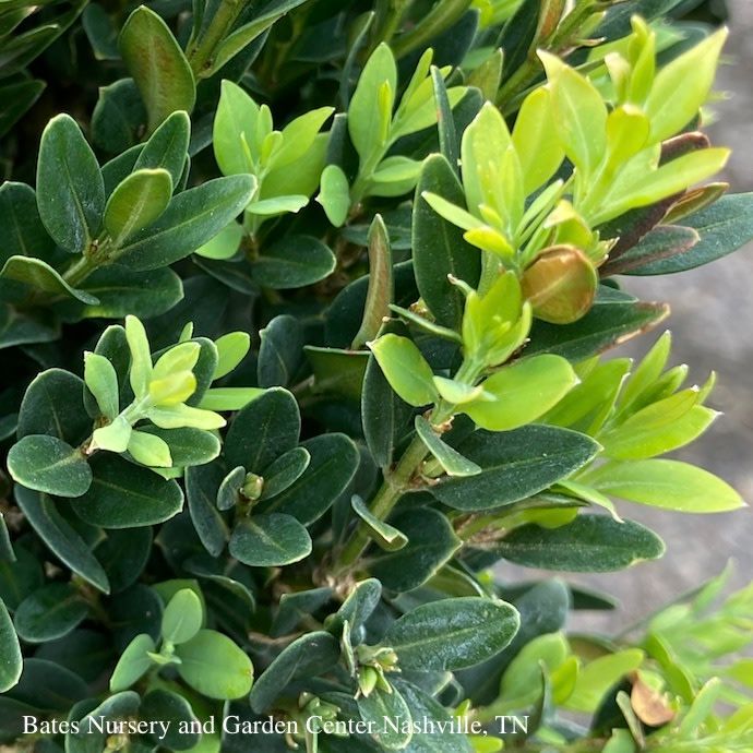 #7 Buxus sinica var insularis Justin Brouwers/ Dwarf Korean Boxwood