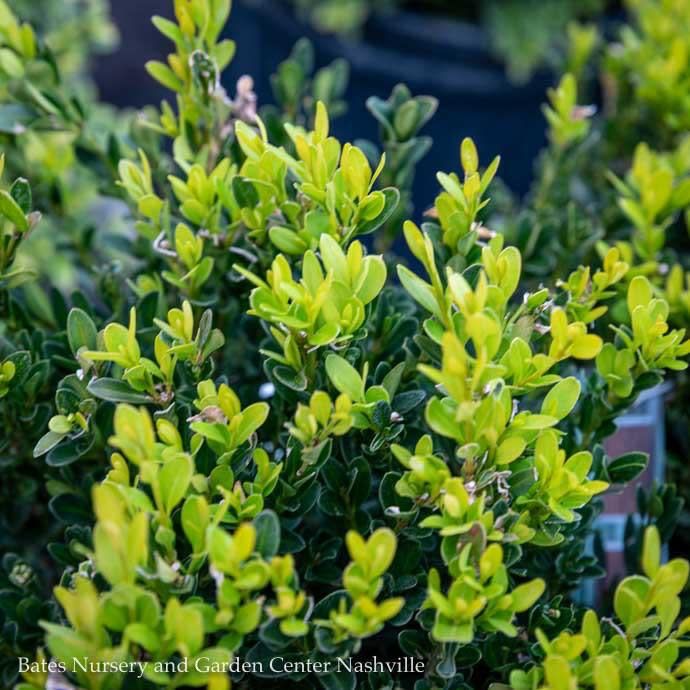 #7 Buxus sinica var insularis Justin Brouwers/ Dwarf Korean Boxwood
