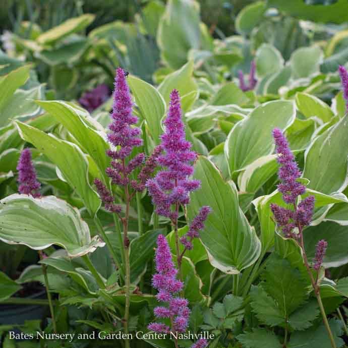 #1 Astilbe chin PW Visions/ Lavender-Purple