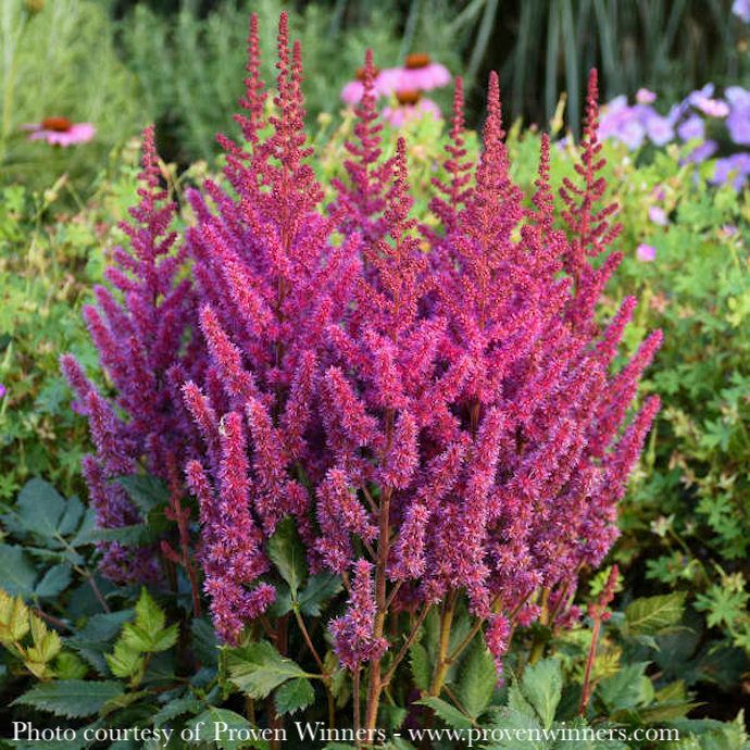 #1 Astilbe chin PW Visions/ Lavender-Purple