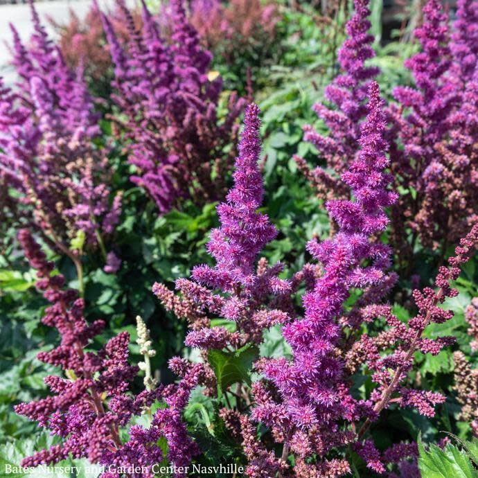 #1 Astilbe chin PW Vision In Red