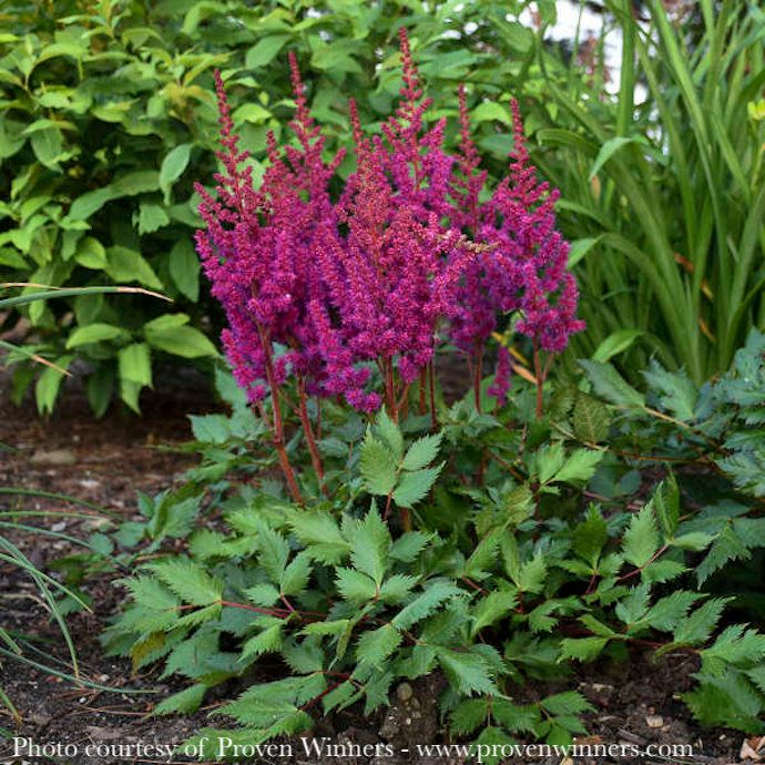#1 Astilbe chin PW Vision In Red
