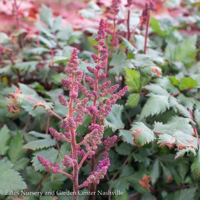 #1 Astilbe chin PW Vision In Red