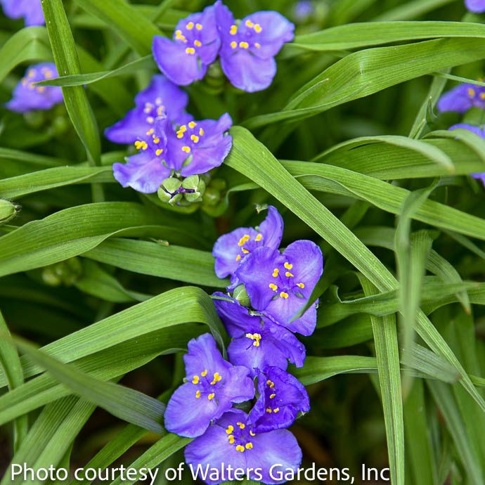 #1 Tradescantia Amethyst Kiss/ Periwinkle Spiderwort