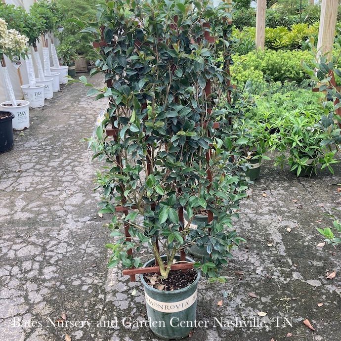 Topiary Trellis #5 Camellia sas Setsugekka/ White - No Warranty